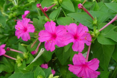 Hoa phấn - vị thuốc hỗ trợ điều trị viêm đường tiết niệu