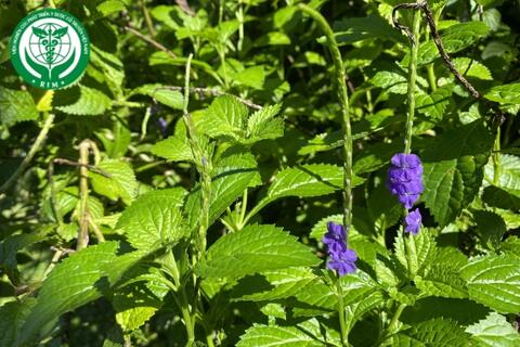 Stachytarpheta jamaicensis (L.) Vahl – Đuôi chuột