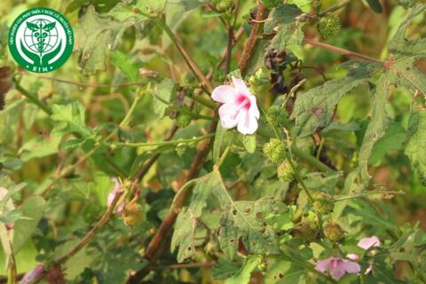 Urena sinuata L. – Ké huyết