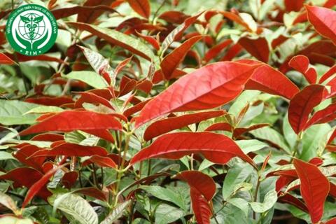 Excoecaria cochinchinensis Lour. – Đơn đỏ