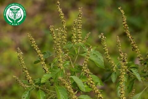 Ocimum gratissimum L. – Hương nhu trắng