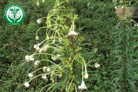 Clerodendrum indicum (L.) Kuntze - Chỉ thiên giả
