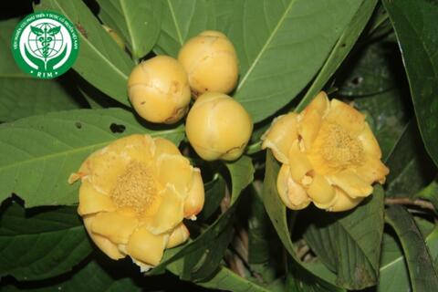 Camellia bugiamapensis Orel & Luu - Trà hoa vàng Bù Gia Mập