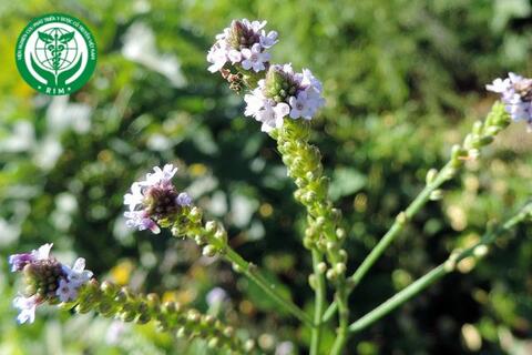 Verbena officinalis L. - Cỏ roi ngựa