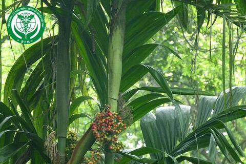 Areca triandra Roxb. ex Buch.-Ham. - Cau rừng
