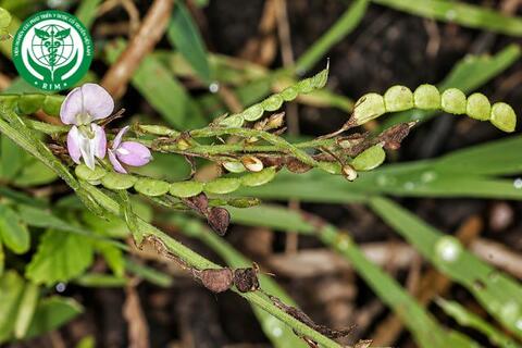 Desmodium gangeticum (L.) DC. - Thóc lép